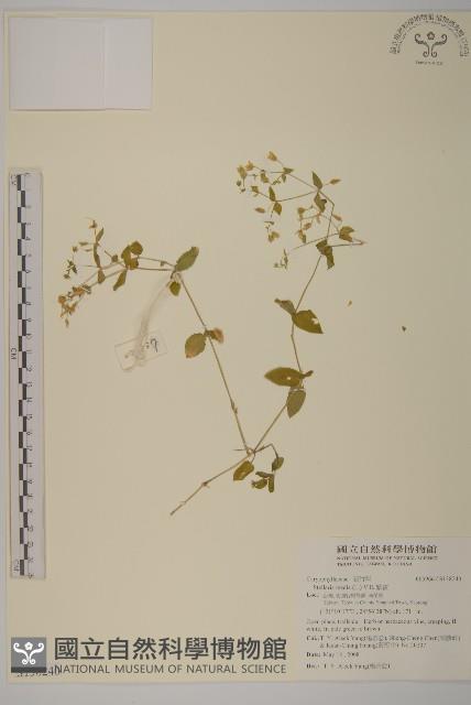 繁縷藏品圖，第1張