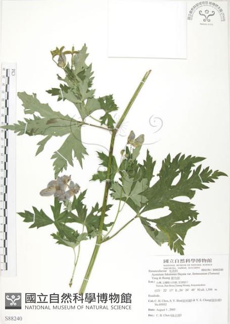 蔓烏頭藏品圖，第1張