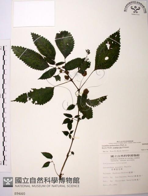 長梗盤花麻藏品圖，第1張