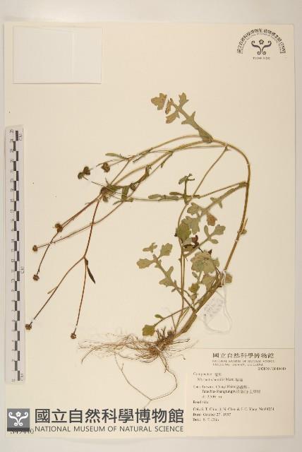 矮菊藏品圖，第1張