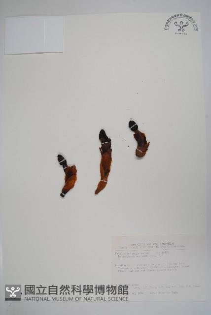 筆頭蛇菰藏品圖，第1張