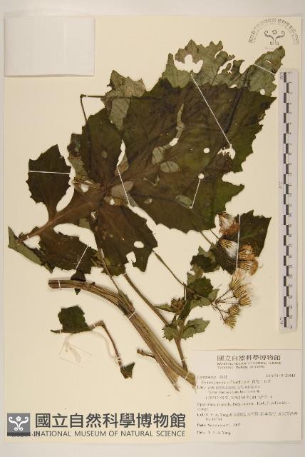 黃花三七草藏品圖，第1張