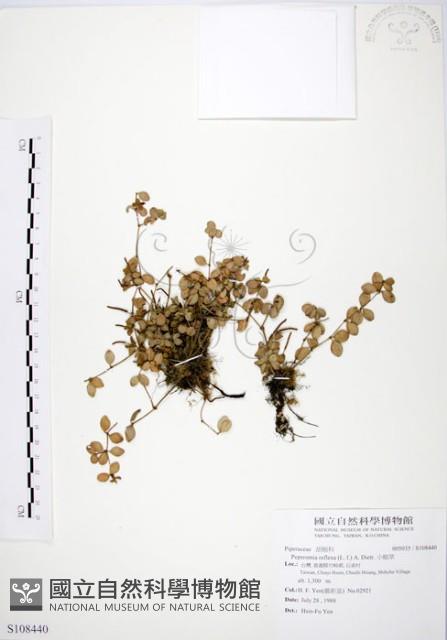 小椒草藏品圖，第1張