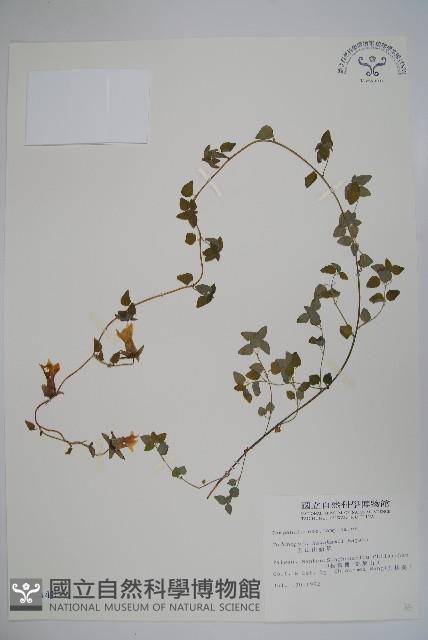 玉山山奶草藏品圖，第1張