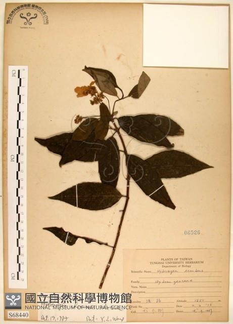 華八仙藏品圖，第1張