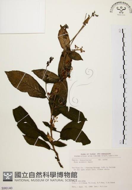 旋莢木藏品圖，第1張