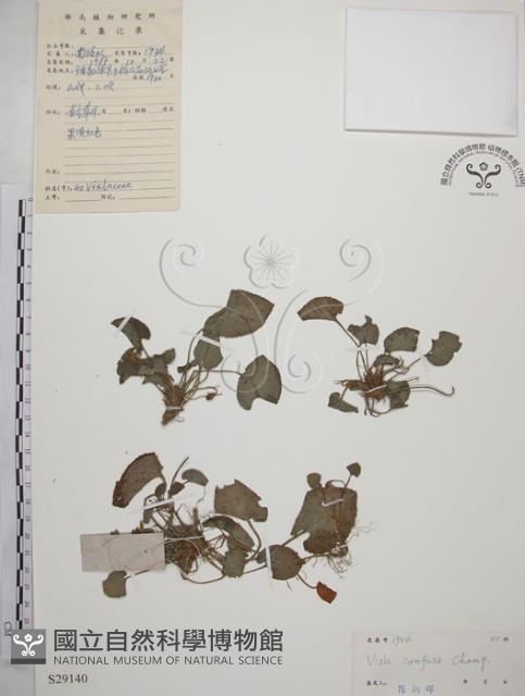 短毛堇菜藏品圖，第1張