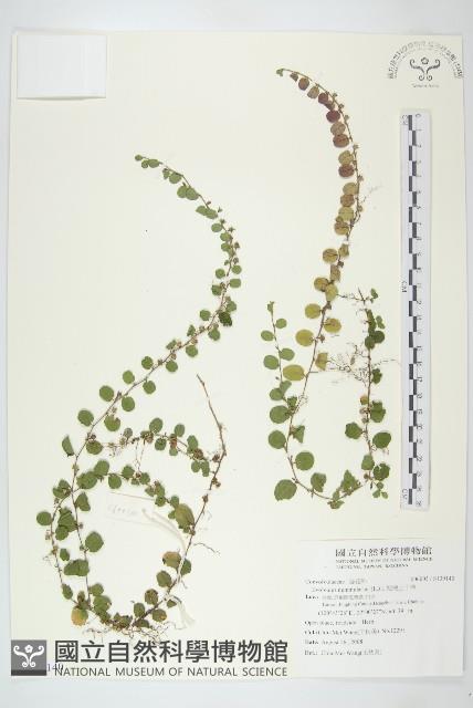 短梗土丁桂藏品圖，第1張