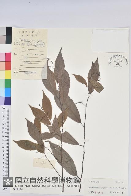 日本五月茶、南投五月茶藏品圖，第1張