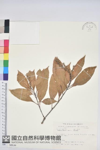 三斗石櫟藏品圖，第1張