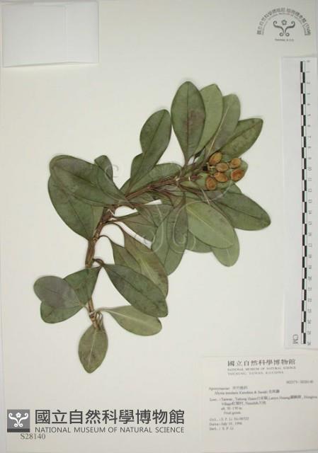 蘭嶼念珠藤藏品圖，第1張