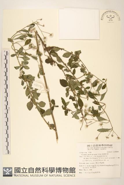 嶺南野菊藏品圖，第1張