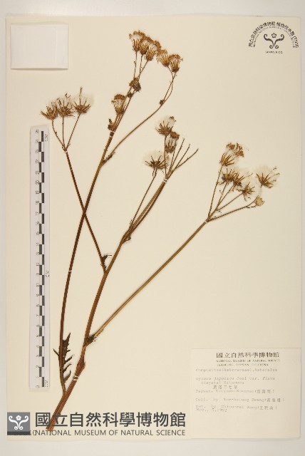 黃花三七草藏品圖，第1張