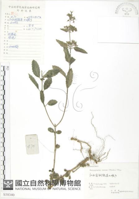 灰葉蕕藏品圖，第1張