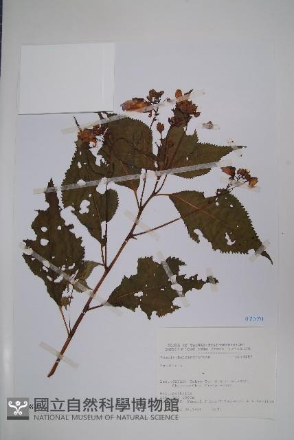 登錄號:S080840藏品圖，第1張