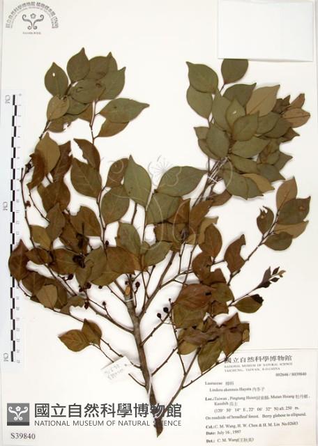 內苳子藏品圖，第1張