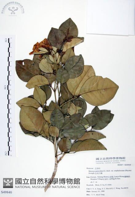 長果月橘藏品圖，第1張