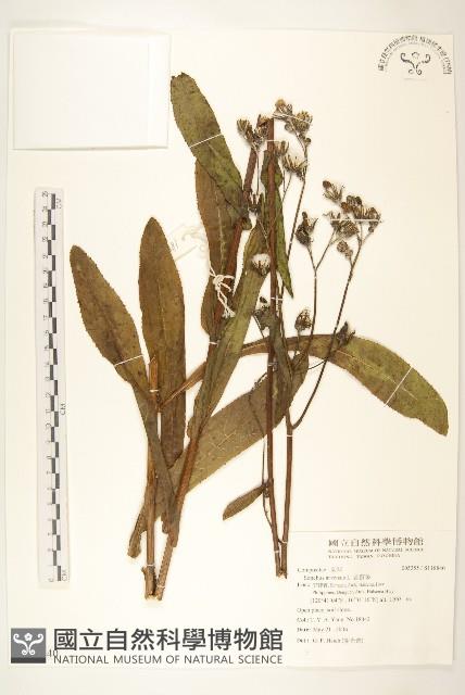 苦苣菜藏品圖，第1張