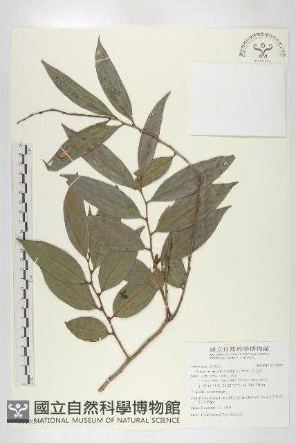 軟毛柿藏品圖，第1張