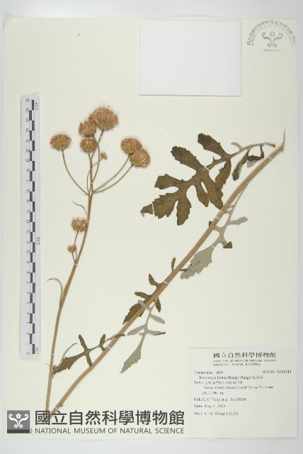 泥胡菜藏品圖，第1張