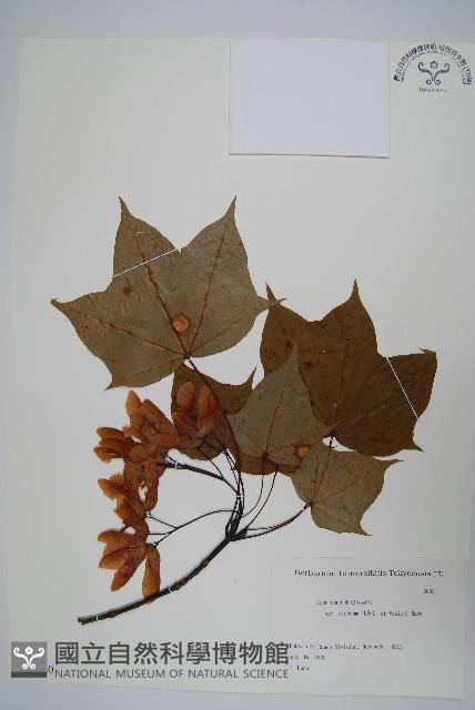 登錄號:S081940藏品圖，第1張