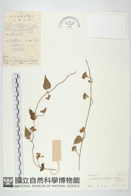 娥房藤藏品圖，第1張