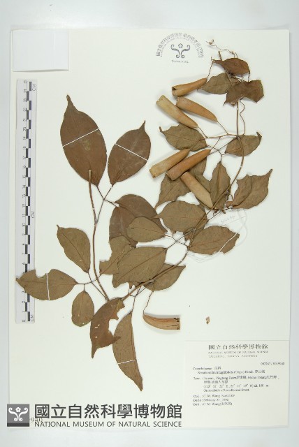 穿山龍藏品圖，第1張