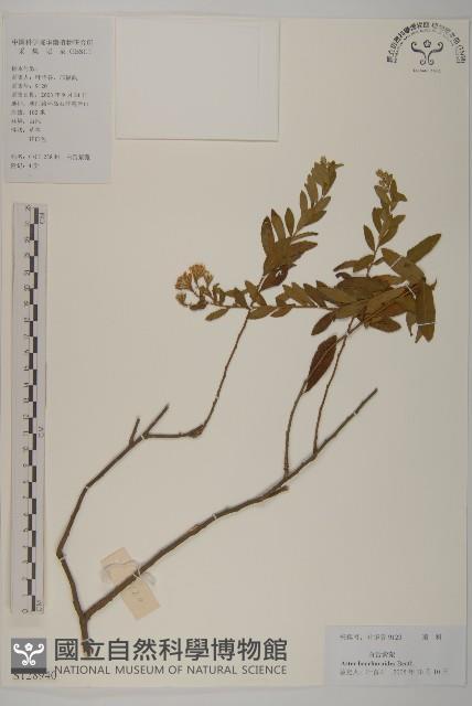 白舌紫菀藏品圖，第1張