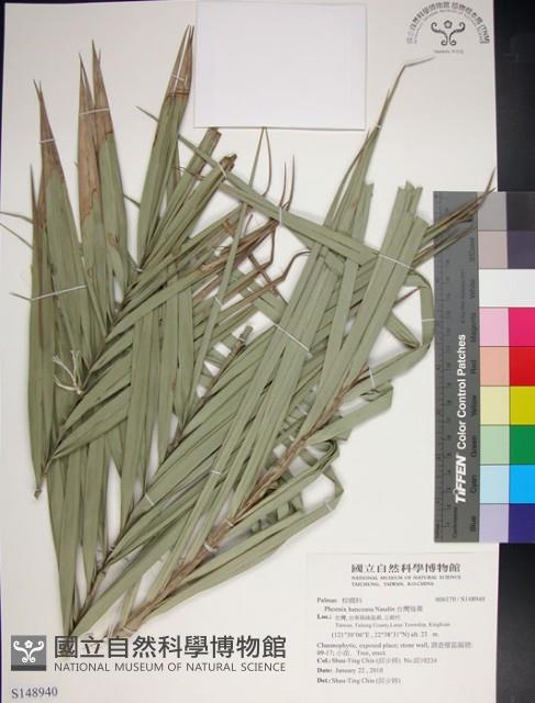 台灣海棗藏品圖，第1張