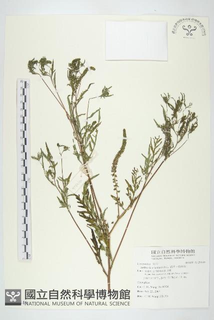 豬草、瘤果菊藏品圖，第1張