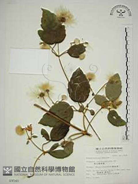 銹毛鐵線蓮藏品圖，第1張