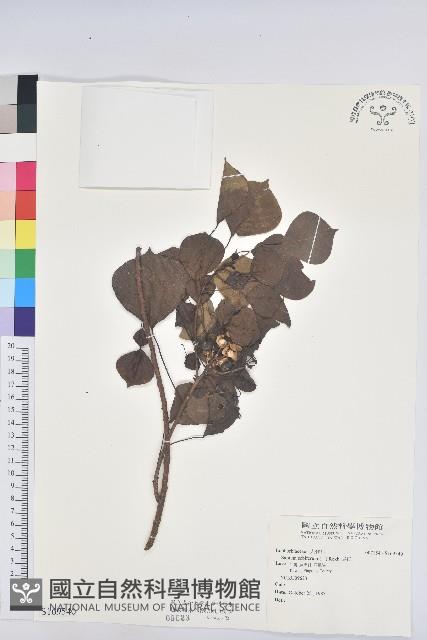 烏臼藏品圖，第1張