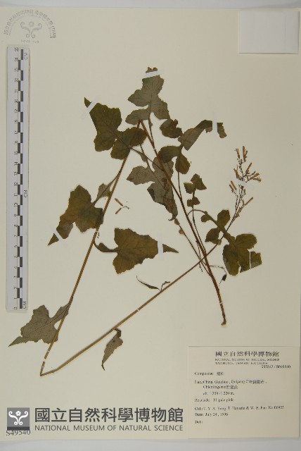 登錄號:S049540藏品圖，第1張