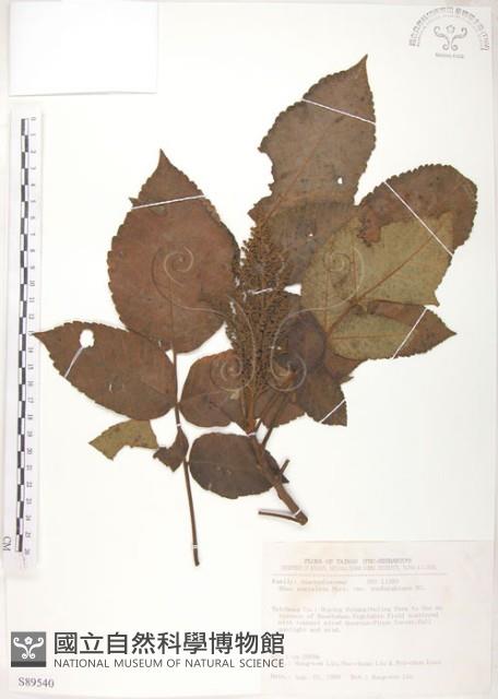 羅氏鹽膚木藏品圖，第1張