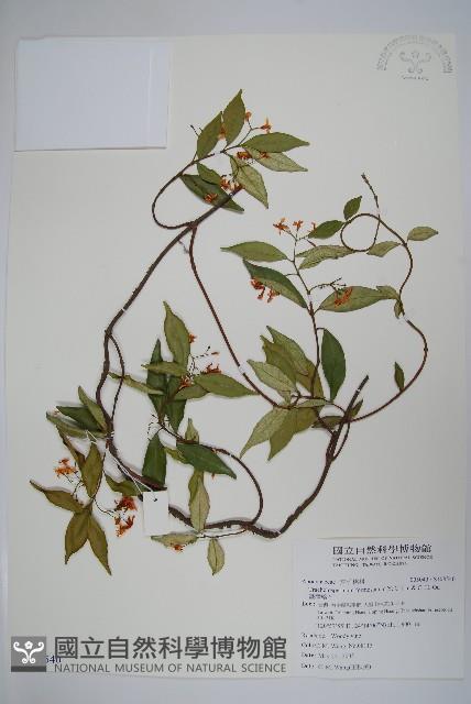 臺灣絡石藏品圖，第1張