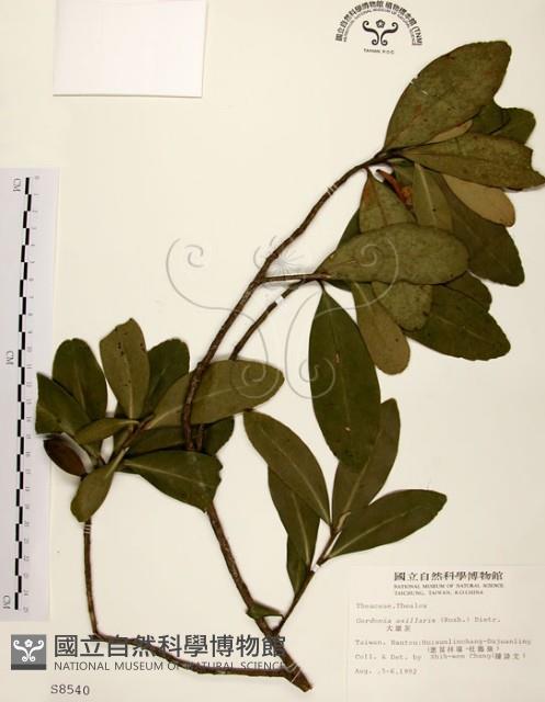 大頭茶藏品圖，第1張