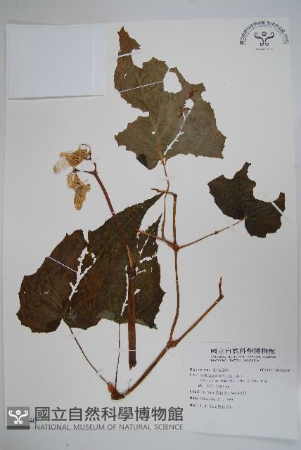 登錄號:S118540藏品圖，第1張