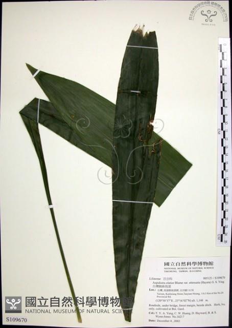 台灣蜘蛛抱蛋藏品圖，第1張