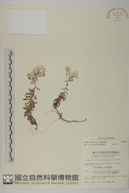 玉山抱莖籟簫藏品圖，第1張