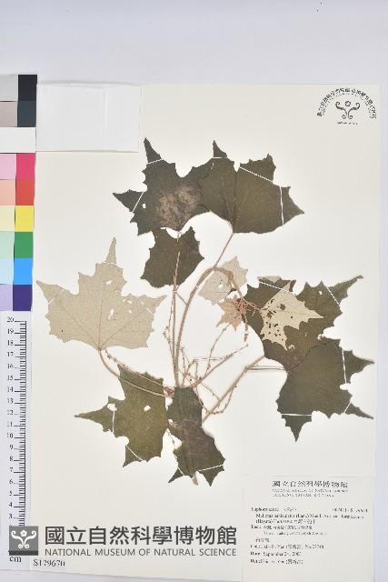 台灣白匏子藏品圖，第1張