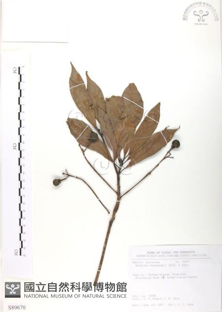 豬腳楠藏品圖，第1張