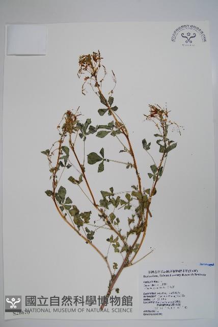 白花菜藏品圖，第1張