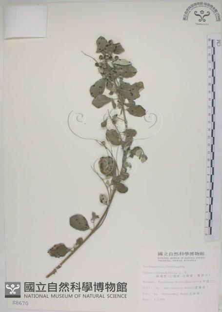 海埔姜藏品圖，第1張