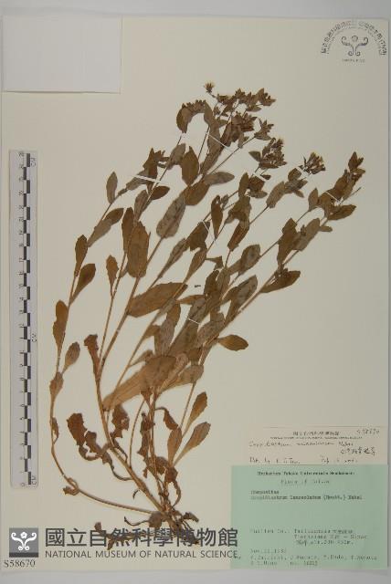 臺灣假黃鵪菜藏品圖，第1張