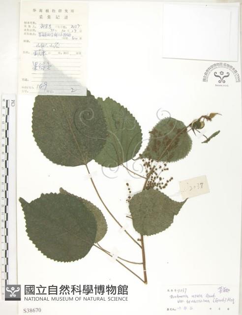 青苧麻藏品圖，第1張