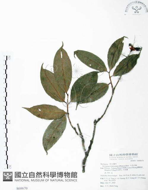 大花赤楠藏品圖，第1張