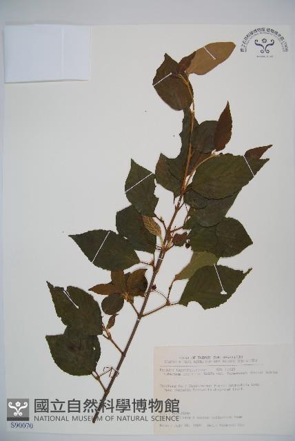 紅子莢迷藏品圖，第1張