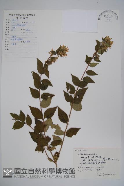 臺灣糯米條藏品圖，第1張