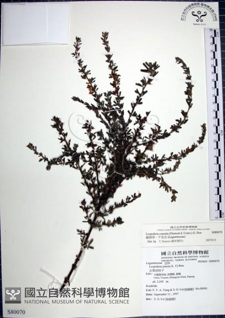 鐵掃帚、千里光藏品圖，第1張