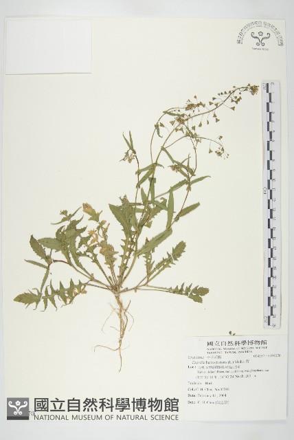 薺藏品圖，第1張